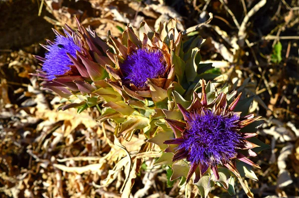 Güzel Enginar Çiçeklerinin Yakın Çekim Doğa Makro — Stok fotoğraf