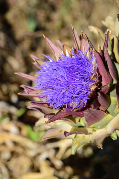 Close Beautiful Artichoke Blossom Nature Macro — Stock Photo, Image