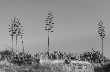 Agave Americana Blossom ile Sicilya peyzaj, Sicilya, Italya, Avrupa
