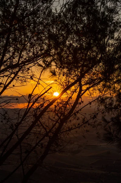 Hermosa Puesta Sol Silueta Medio Ramas Pino Sicilia Italia Europa — Foto de Stock