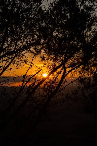 Belo Pôr Sol Silhueta Meio Ramos Pinheiro Sicília Itália Europa — Fotografia de Stock