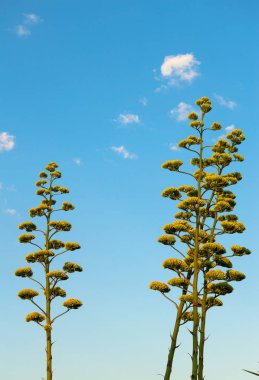 Bloom Agave Americana bitkiler yakın çekim, Sentry bitki
