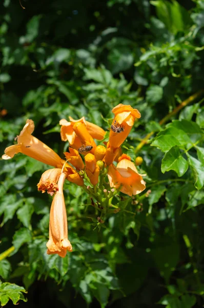 Zbliżenie Trąbki Winorośli Kwiaty Koliber Vine Campsis Radicans Natura Makro — Zdjęcie stockowe