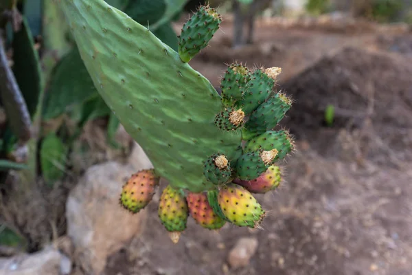 Primer Plano Coloridas Peras Espinosas Higo Indio Naturaleza —  Fotos de Stock