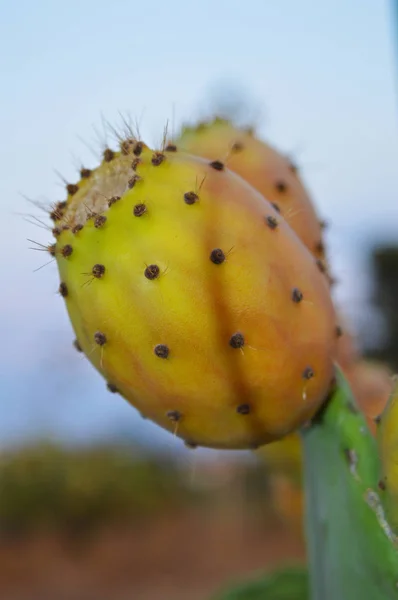Nahaufnahme Einer Bunten Kaktusfeige Natur Makro — Stockfoto