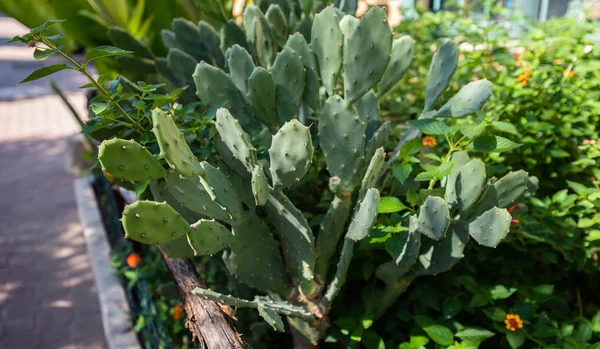 Nahaufnahme Einer Kaktusfeige Natur — Stockfoto