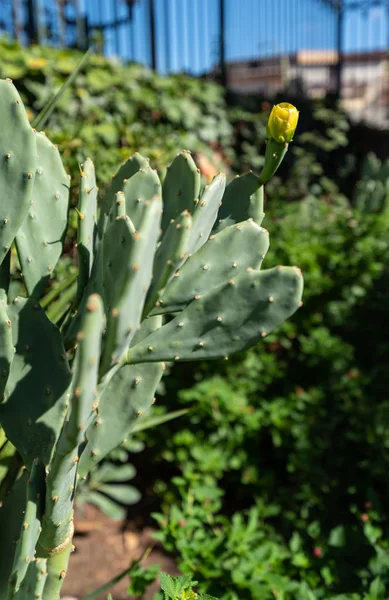 Primer Plano Una Planta Pera Espinosa Naturaleza — Foto de Stock