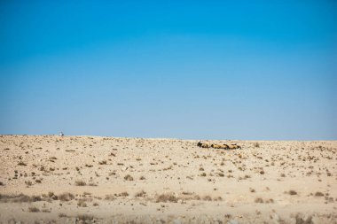 Arap adam çölde bir koyun sürüsünü otlatıyor. Koca kuyruklu koyunlar ve koçlar. Çölde koyun sürüsünün hareketi. Çöldeki kayalık arazi. Belirli aralıklarla koyun otlatıyor.