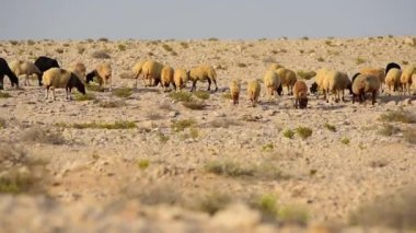 Bir koyun sürüsü çölde otlanıyor. Koca kuyruklu koyunlar ve koçlar. Çölde koyun sürüsünün hareketi. Çöldeki kayalık arazi. Belirli aralıklarla koyun otlatıyor.