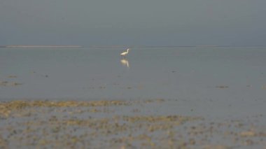 Beyaz Egretta Garzetta balık avlıyor. Bir Egretta Garzetta küçük balıkları aramak için suyun üzerinde yürür. Balıkçıl familyasından orta büyüklükte bir bataklık kuşu, sıcak iklimde yaygın olarak bulunur. 