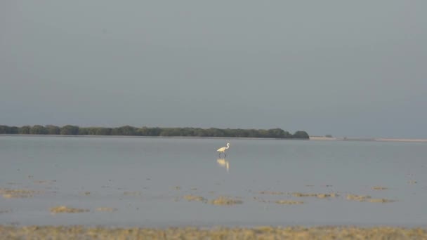 Caza Egretta Garzetta Blanca Para Los Peces Una Egretta Garzetta — Vídeo de stock