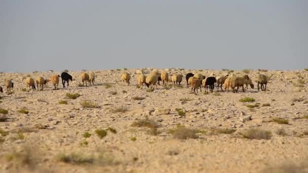 Eine Schafherde weidet in der Wüste. Schafe und Widder mit fettem Schwanz. Bewegung einer Schafherde in der Wüste. Felsiges Gelände in der Wüste. Schafe weiden periodisch