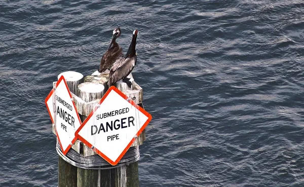 Two Pelicans Piling Harbor Tampa Bay Florida — Stock Photo, Image