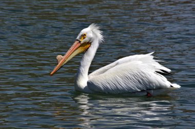 Bir havuzda yüzen bir Amerikan Beyaz Pelikan. 