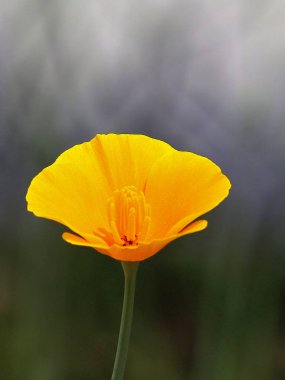 Kaliforniya haşhaş portresi.