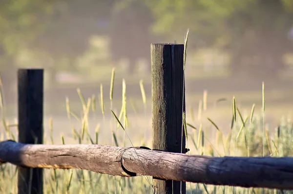 Tall grass and a wood rail fence.