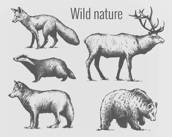 一套仿古手绘图形风格的野生森林动物 孤立背景上的图形化矢量插图 鹿皮獾狐狸狼熊 设计元素 标志和产品设计模板 — 图库矢量图片#