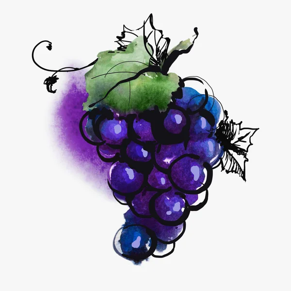 Siyah üzüm suluboya çizimi. Beyaz arka planda yalıtılmış meyve. Suluboya el yapımı illüstrasyon