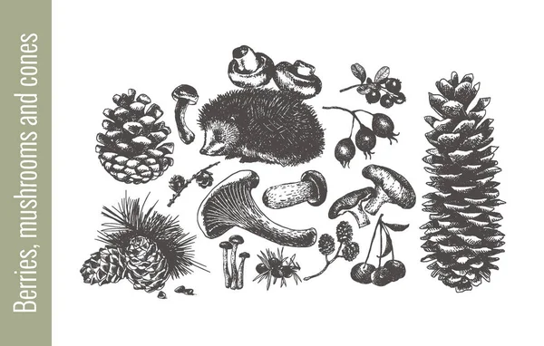 Forest berries, mushrooms and cones. Set in vintage style. Vector illustration. — Stock Illustration Forest Berries Mushrooms Cones Set Vintage Style Vector Illustration Royalty Free Stock Vectors