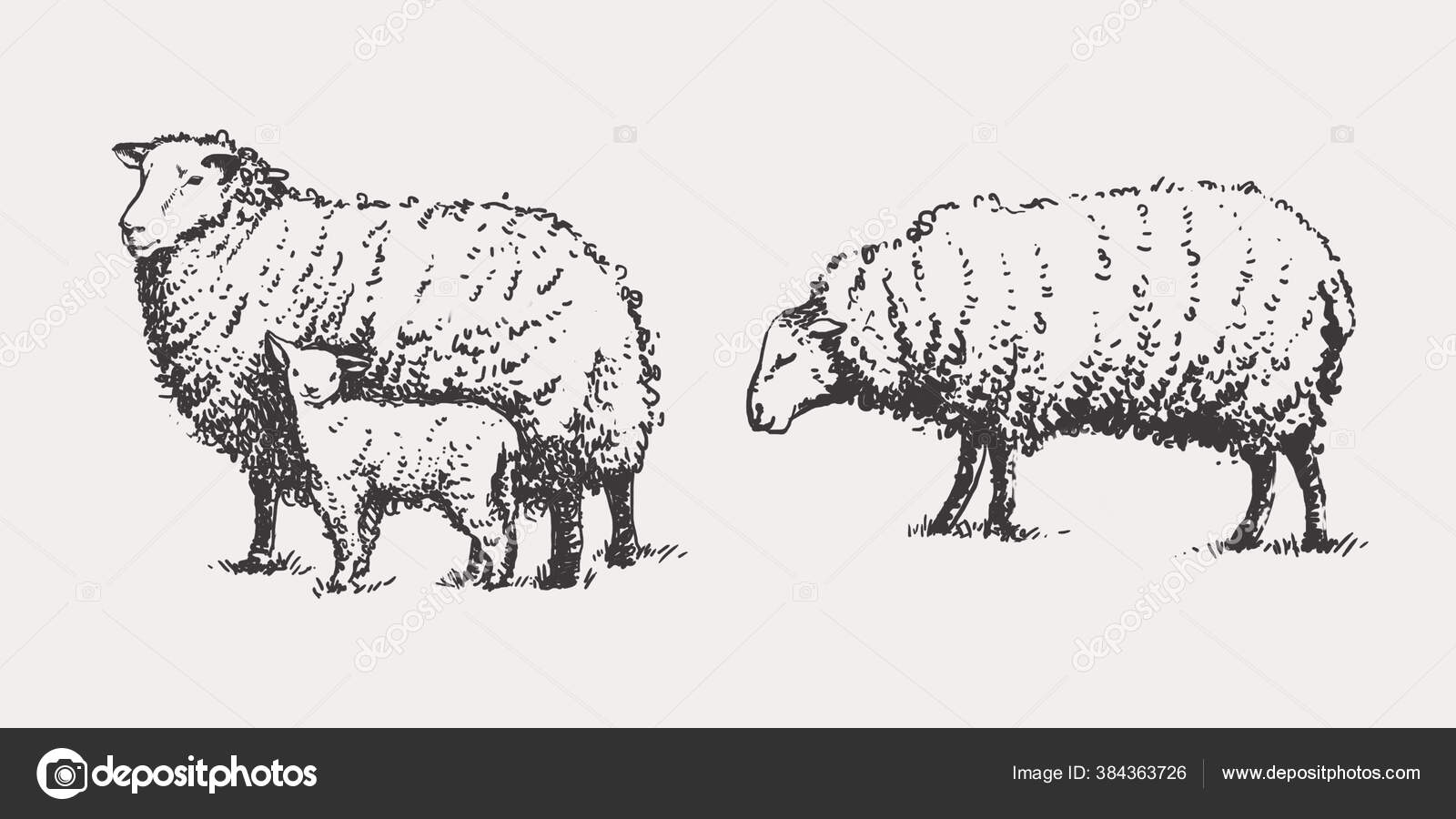 Sheep Sheep Lamb Graphic Style Hand Drawing Image Template Creating Stock  Photo by ©Violett777 384363726