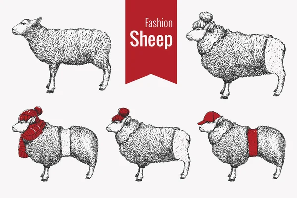 Bir Koyunun Çizimi Tüyü Modaya Uygun Görüntüler Klasik Tarzda — Stok fotoğraf