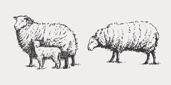 手描きのイメージから グラフィックスタイルで羊 羊や子羊 パッケージデザインのためのテンプレート農産物や看板自然食品店 — ストック写真