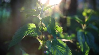 Gün batımında yeşil ısırgan otu yaz bahçesinde parlak ışınlar arka planda
