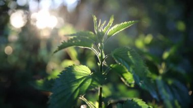 Gün batımında yeşil ısırgan otu yaz bahçesinde parlak ışınlar arka planda