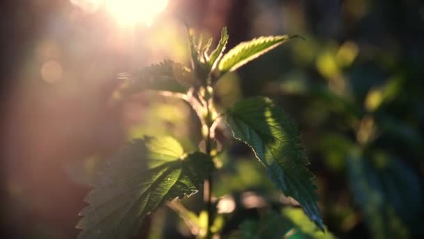 Ortiga Verde Común Luz Del Atardecer Con Rayos Brillantes Fondo — Vídeo de stock