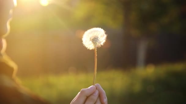 Blowing white fluffy dandelion in bright sunset light — Stock Video