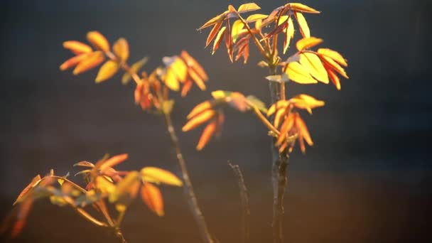 Small walnut tree with bright yellow leaf — Stock Video