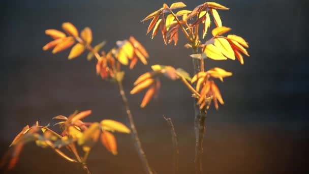 Kleiner Walnussbaum mit leuchtend gelben Blättern — Stockvideo