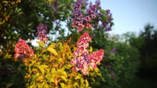 緑の春の庭に咲く新羅の花の茂み — ストック動画