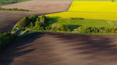 Sarı kolza tohumu tarlaları ve siyah ekili toprak üzerinde hava manzarası, yukarıdan manzara, güzel doğa dokusu arka plan