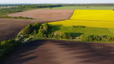 Sarı kolza tohumu tarlaları ve siyah ekili toprak üzerinde hava manzarası, yukarıdan manzara, güzel doğa dokusu arka plan