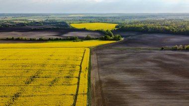 Sarı kolza tohumu tarlaları ve siyah ekili toprak üzerinde hava manzarası, yukarıdan manzara, güzel doğa dokusu arka plan