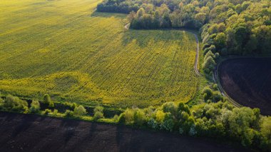 Sarı kolza tohumu tarlaları ve siyah ekili toprak üzerinde hava manzarası, yukarıdan manzara, güzel doğa dokusu arka plan