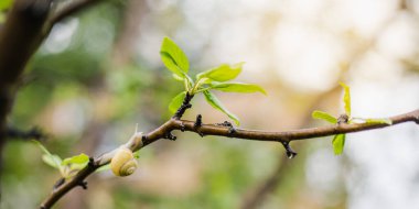 Küçük yeşil yapraklı salyangoz, kopyalama alanı olan bahar arkaplanı