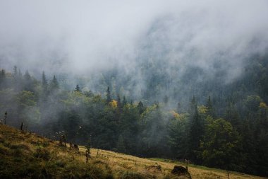 Dağlardaki köknar ormanı üzerinde bulutlu sisli sis