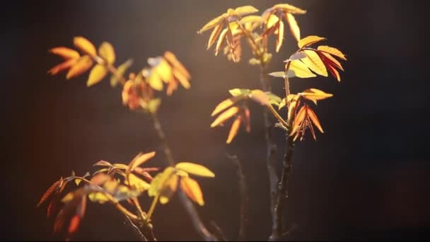 明るい黄色の葉を持つ小さなクルミの木 — ストック動画