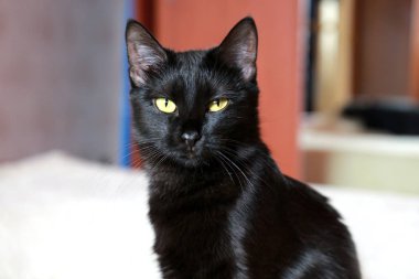 Siyah bir Shorthair kedisinin portresi. Kedi sert bir görünüm ile kamera bakıyor.