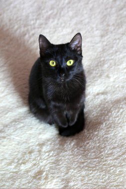 Siyah bir Shorthair kedisinin portresi. Kedi sert bir görünüm ile kamera bakıyor.