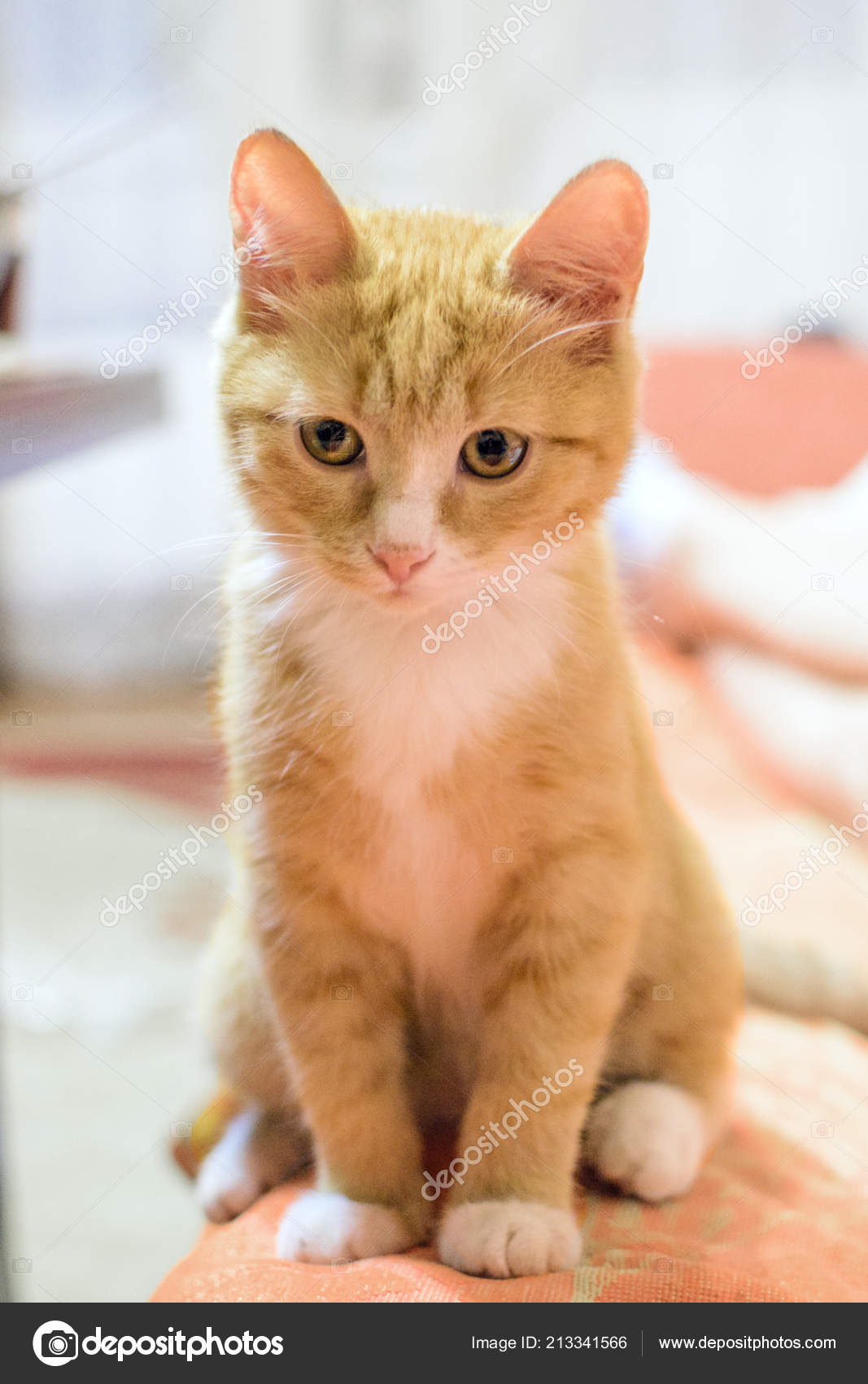 Beautiful little ginger kitten is looking at something to the side