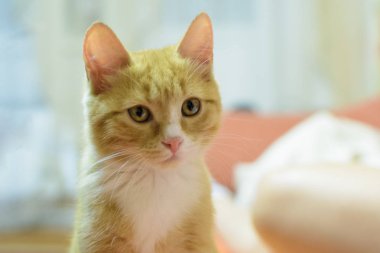güzel küçük zencefil kedi yavrusu bir tarafa bakıyor