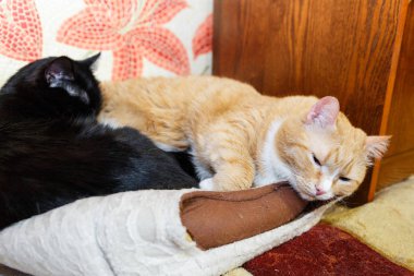 Birlikte katta uyuyan kedi siyah ve kırmızı.