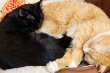 Birlikte katta uyuyan kedi siyah ve kırmızı.