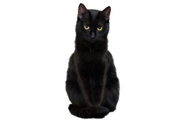 Beyaz bir arka plan üzerinde siyah bir kedi doğrudan kameraya kendine güvenen bir bakışla görünüyor..