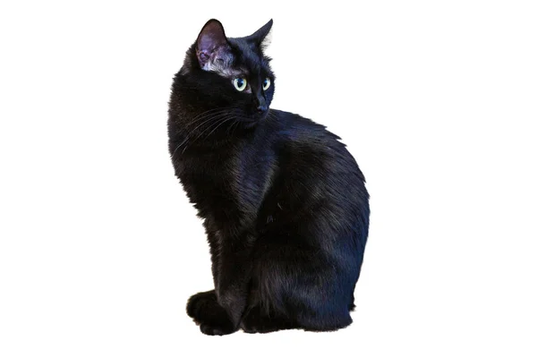 Beyaz bir arka plan üzerinde siyah bir kedi doğrudan kameraya kendine güvenen bir bakışla görünüyor..