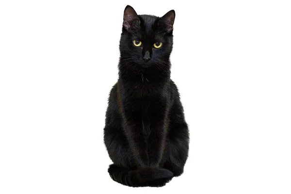 Beyaz bir arka plan üzerinde siyah bir kedi doğrudan kameraya kendine güvenen bir bakışla görünüyor..