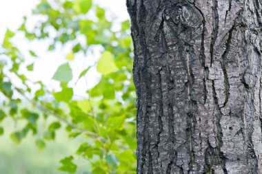 Ormandaki ağaç gövdesi. Ağaç kabuğu yakın çekim.